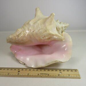 Large Real Conch Sea Shell 8x7" 5.5" tall has some chips Light Tan